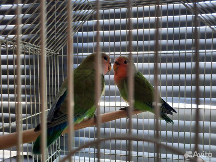 Попугай неразлучники