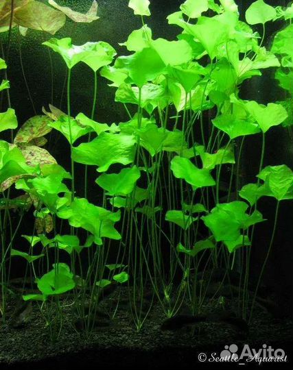 Растения для аквариума