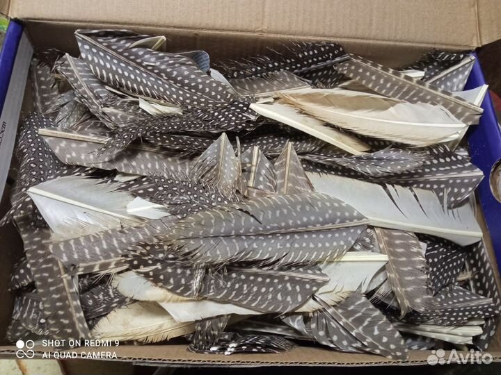 Перья цесарок