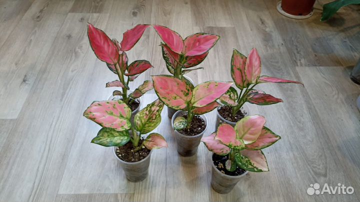 Аглаонемы часть 1