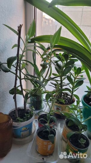 Каланхоэ лечебный