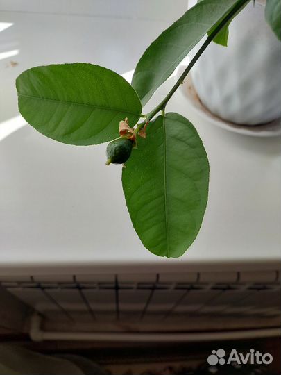 Лимон плодоносящий