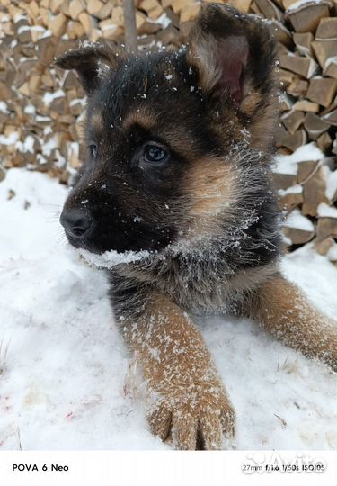 Щенки немецкой овчарки