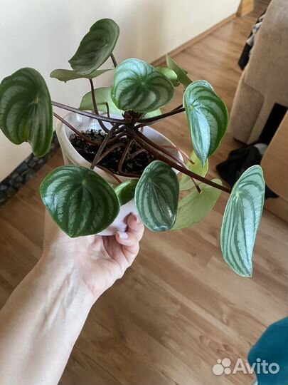 Пеперомия арбузная