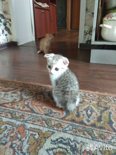 Продам вислоухих котят