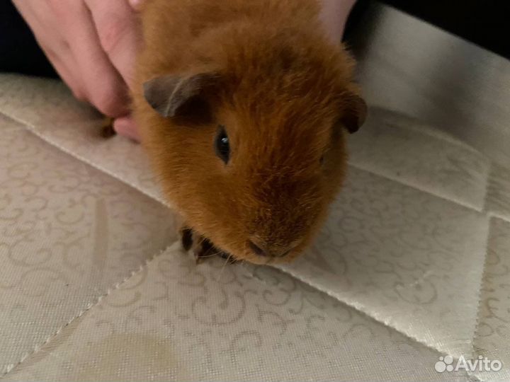 Морская свинка американский тедди
