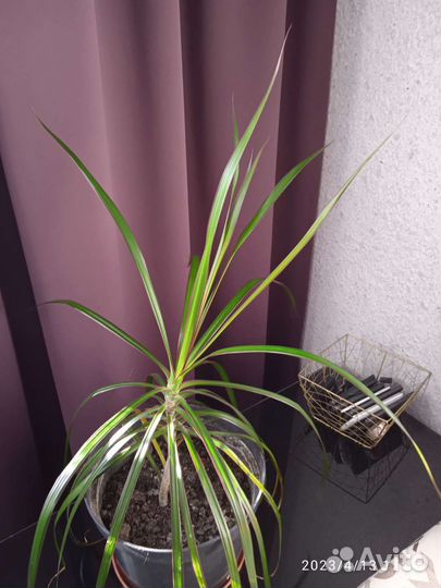 Цветы комнатные. Спатифиллум, адениум, драцена