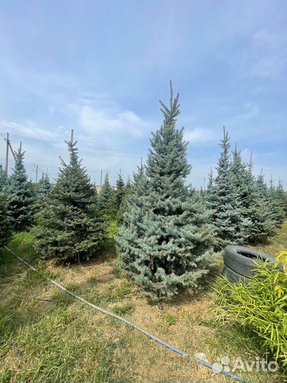 Ель голубая