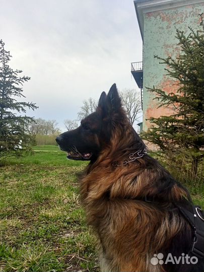 Собаки возьмите