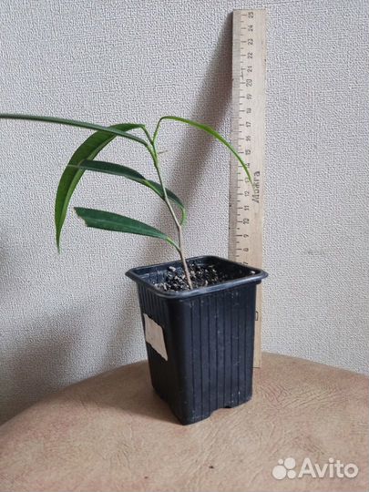 Фикусы Али, Комнатные растения