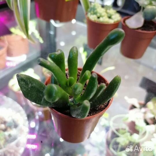 Суккуленты, доставка по городу и краю