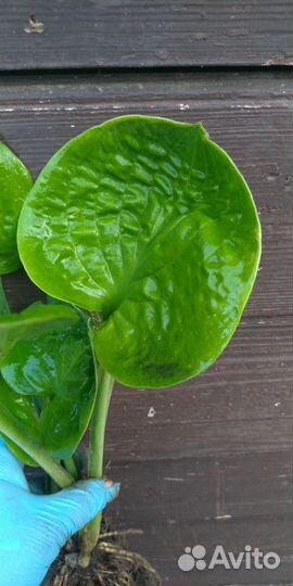 Хоста Maui Buttercups,Kiwi Spearmint