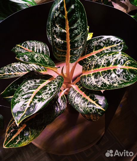 Аглаонема Чатра Монгол