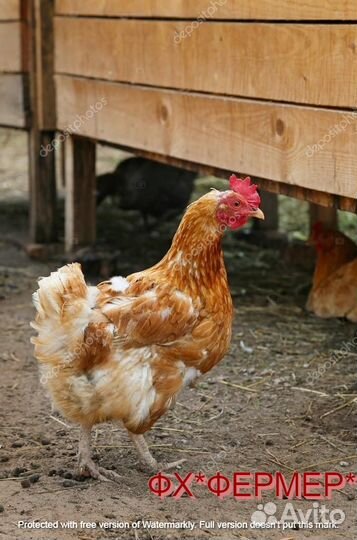 Курочки фермерские