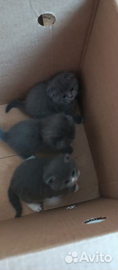 Шотландская вислоухая