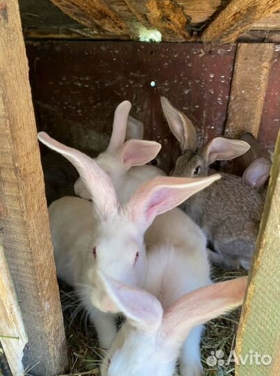 Породистые Кролики мясных пород
