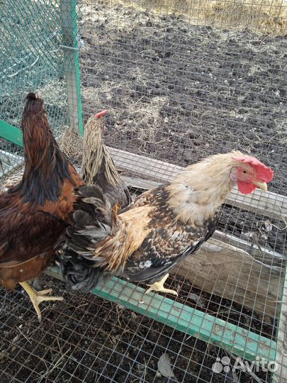 Петушки молодые