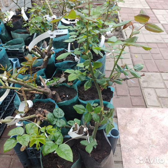 Саженцы роз