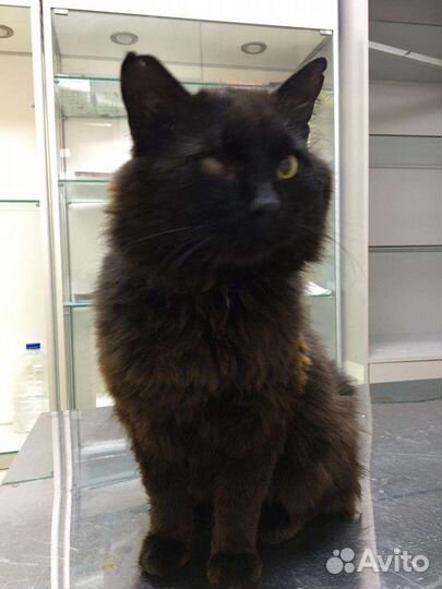 Коты в добрые руки