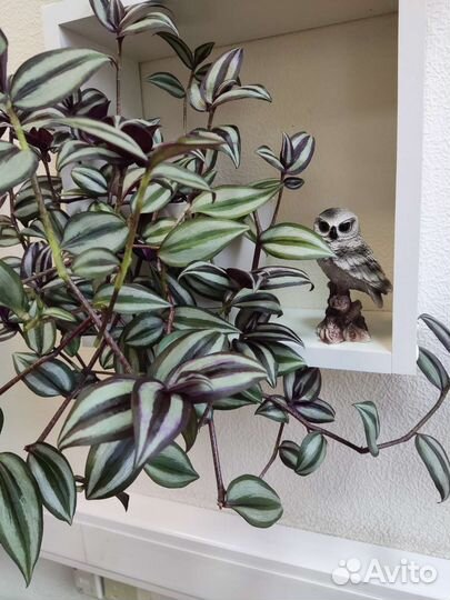 Традесканция