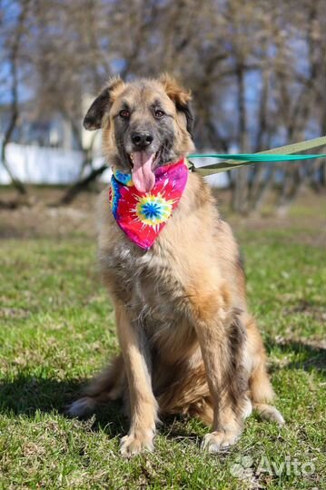 Тайсон, собака из приюта Некрасовка