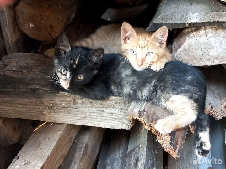 Котята в добрые руки бесплатно