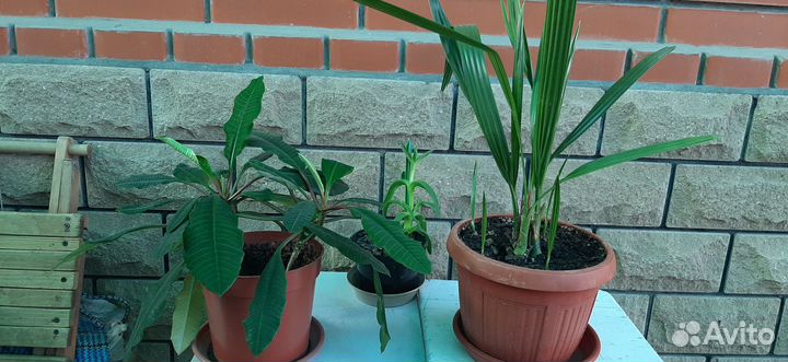 Комнатные цветы