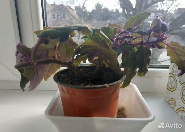 Гинура Красивый молодой вьющийся цветок фиолетовый