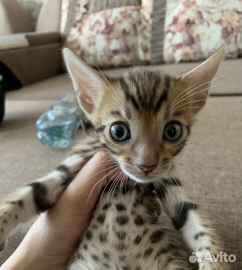 Бенгальские котята