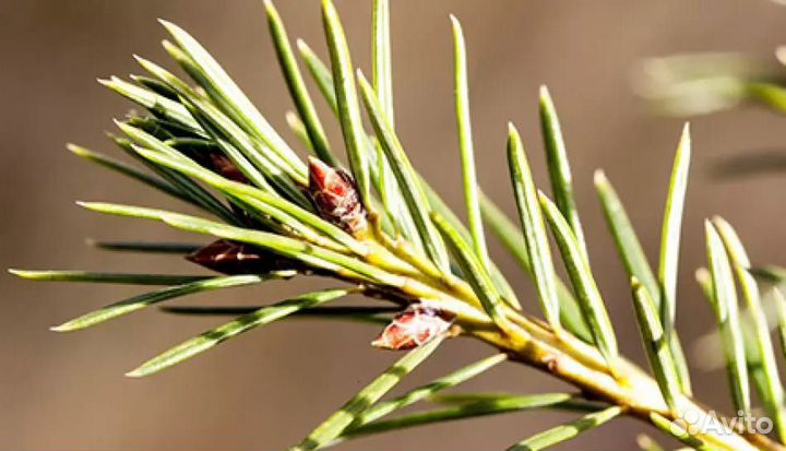 Сосновые иголки