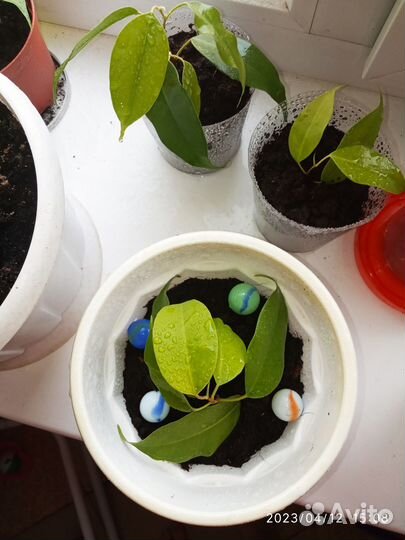 Фикус бенджамина плетеный