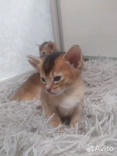 Абиссинская кошка