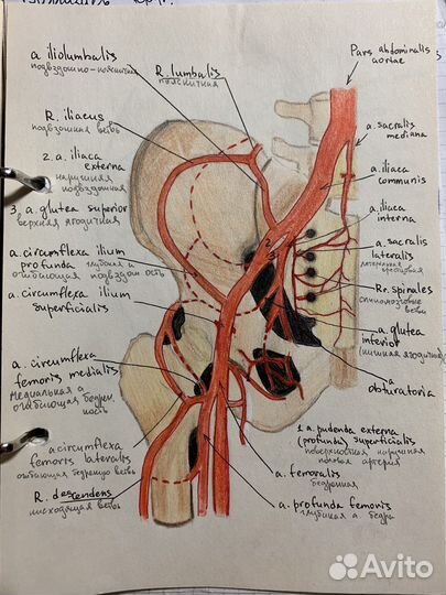 Репетитор по биологии, анатомии