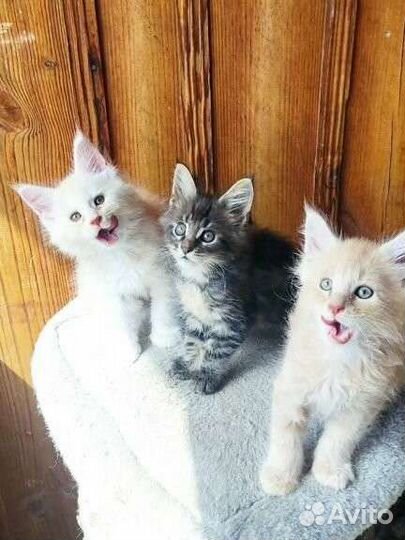Котята мейн-кун