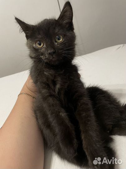 Котенок в добрые руки