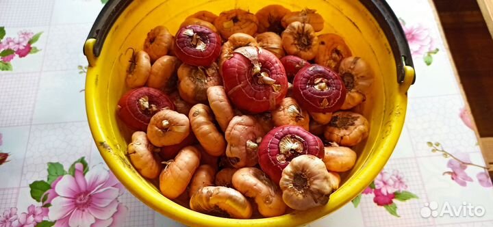 Гладиолусы