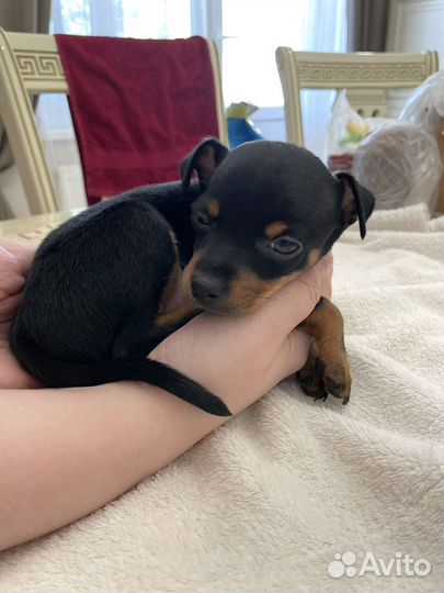 Той-терьер щенки