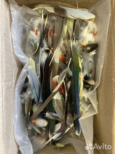 Натуральные перья для творчества