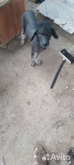 Китайская хохлатая голая