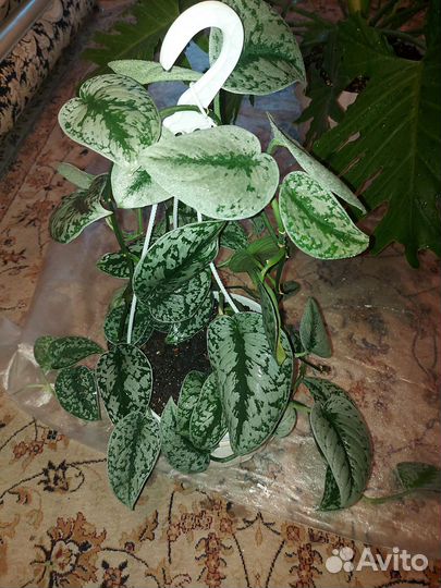 Эпипремнум