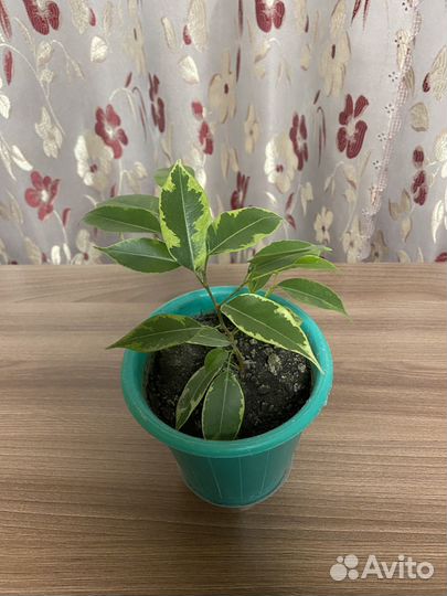 Фикус бенджамина