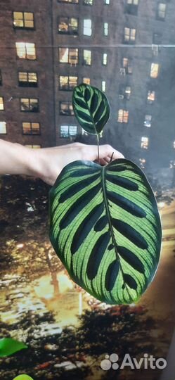 Калатея Макояна