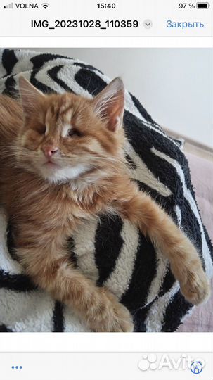Особенный котенок