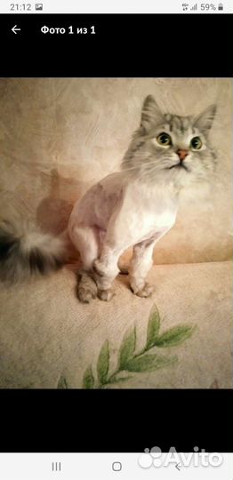 Стрижка животных