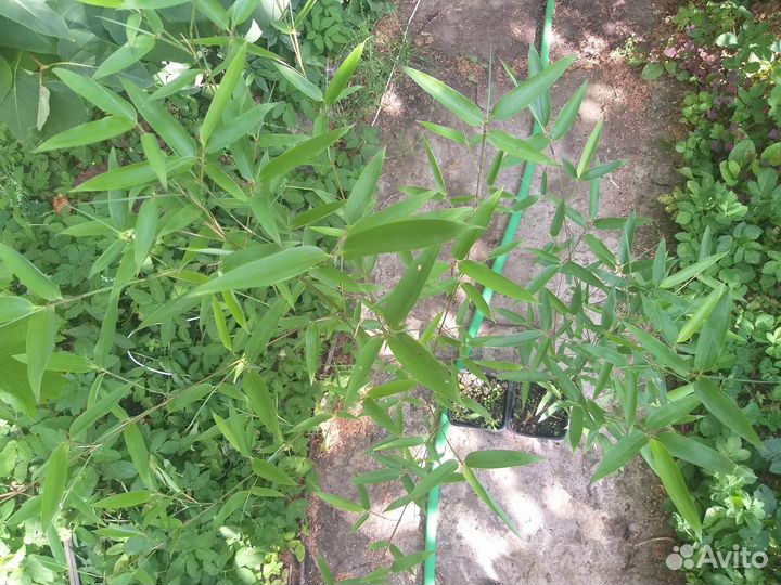 Бамбук Phyllostachys humilis