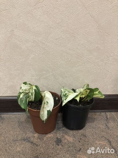 Эпипремнум