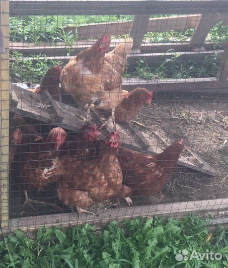 Куры Несушки