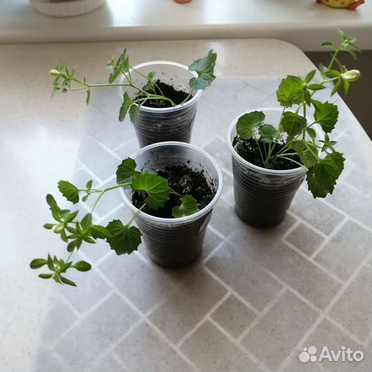 Кампанула жених, невеста, биоколор