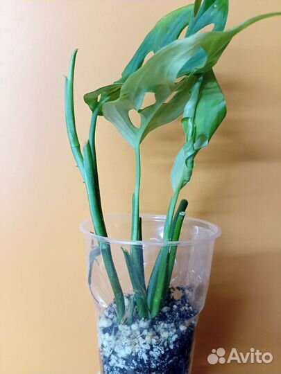 Монстера фридрихшталя