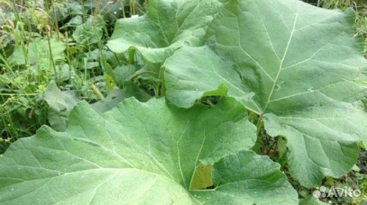 Сок из дикоросов. Крапива, лопух, сныть, одуванчик